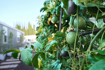 Many green and purple passion fruits on vine, healthy living, fresh, vitamin c, antioxidant, 