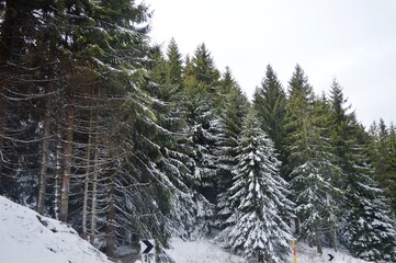 winter landscape in the mountains