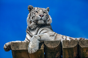 White tiger on the board. Latin name -Panthera tigris tigris, var. alba	