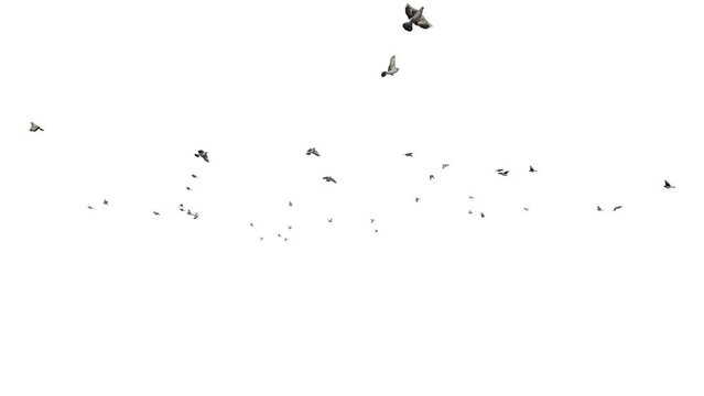 Pigeons flying in slow motion, against white