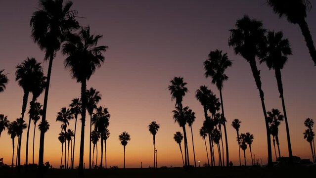 Orange sky, silhouettes of palm trees on beach at sunset, California coast, USA. Beachfront park at sundown in San Diego, Mission beach. People walking in evening twilight. Seamless looped cinemagraph