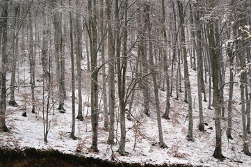 forest in winter in the snow