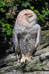 Snowy owl sitting on the stone. Latin name - Bubo scandiacus