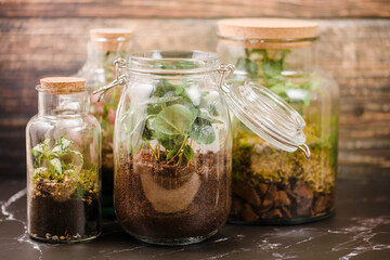 jar with plants. Small plants in a glass bottle. Terrarium jar with plants. self ecosystem. Terrarium Miniature Bot. terrarium bottle. ecological system. gardening. house plants. copy space