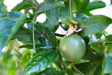 Many green and purple passion fruits on vine, healthy living, fresh, vitamin c, antioxidant, 
