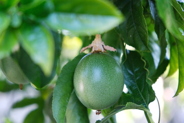 Many green and purple passion fruits on vine, healthy living, fresh, vitamin c, antioxidant, 