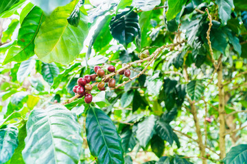 Coffee ripened on the coffee plant can store the produce. Fresh coffee beans on a coffee plant in a coffee plantation.