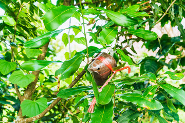 Propagating trees by grafting by farmers in Thailand Coffee plants by seed wrapped in coconut shells in plastic bags.