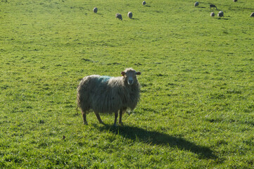 Fototapeta premium Un mouton dans une prairie qui regarde