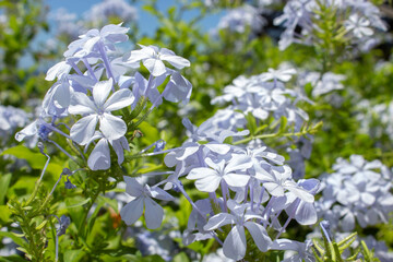 lose-up of white flower (Plumbago auriculata alba, white Cape leadwort).