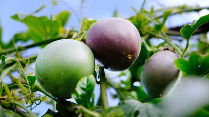 Many green and purple passion fruits on vine, healthy living, fresh, vitamin c, antioxidant, 