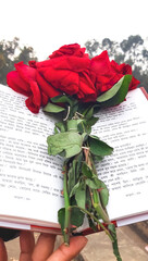 Open book on hand. Beautiful red rose on the book. Outdoor photo. 
