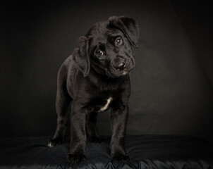 standing black labrador retriever puppy isolated in studio