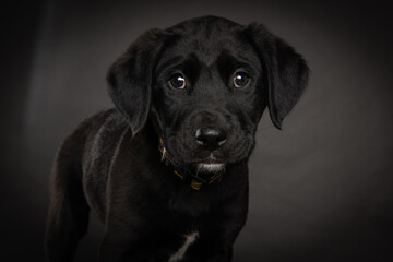 black mixed breed puppy, isolated on dark background