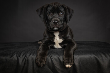 Cute black puppy lying on bench, isolated on dark background