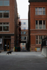 Portrait of an alleyway with a passing dog in downtown Denver, Colorado