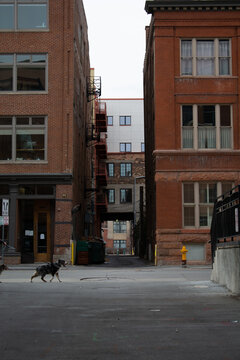 Portrait Of An Alleyway With A Passing Dog In Downtown Denver, Colorado