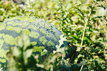 Ripe watermelon grown in the garden with hidden rose drops. Growing watermelon in the garden. Fresh green watermelon on a summer morning. Healthy food, farm products, crop production