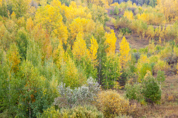 Beautiful scenic view of the autumn forest. Red, yellow and orange trees in autumn background. tree tops