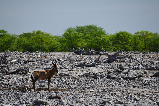 Photo of bubale alcelaphus buselaphus found in Etosha park