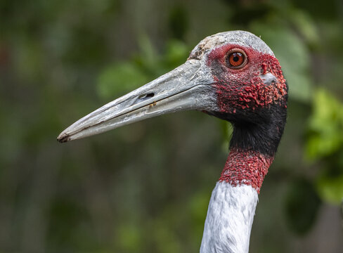 Close up shot of Sarus crane bird's face.