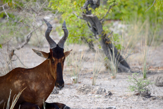 Close photo of bubale alcelaphus buselaphus found in Etosha park, and resting in the tree shadows