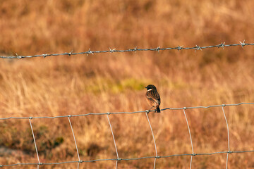 male stonechat on barbed wire