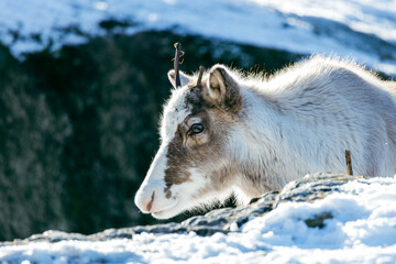 Closeup of a white baby reindeer in a field covered in snow © Ikkenya/Wirestock Creators