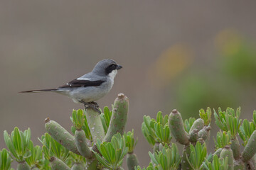 Fototapeta premium Great grey shrike Lanius excubitor in the Canary Islands Spain, Lanzarote