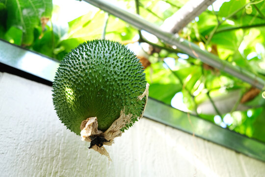 Cochinchin Gourd Gac, Momordica Cochinchinensis fruit on vine