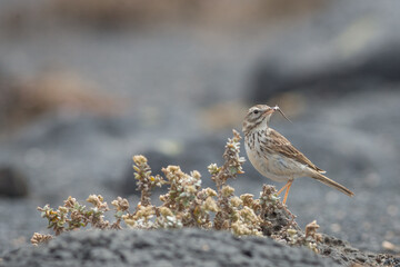 Berthelot's Pipit with meal worm Lanzarote Canary Islands