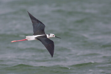 Black Winged Stilts Canary Islands Spain in flight