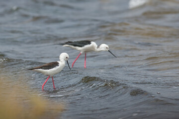 Black Winged Stilts Canary Islands Spain