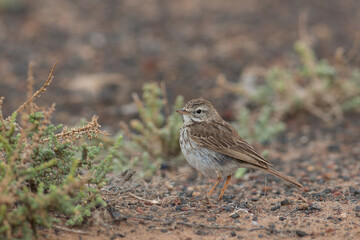 Berthelot's Pipit with meal worm Lanzarote Canary Islands