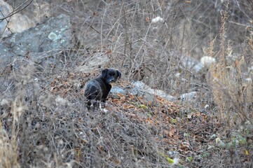 a little black puppy in the leaves