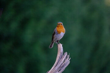 Robin - Erithacus rubecula, standing on a branch
