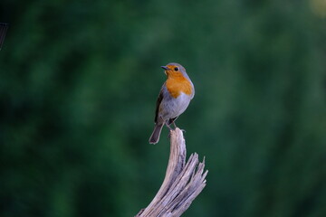 Robin - Erithacus rubecula, standing on a branch
