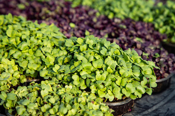 microgreens growing  organic bio gardening