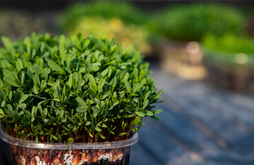 Fototapeta na wymiar microgreens growing organic bio gardening