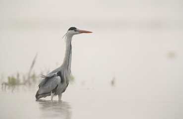 Portrait of a  grey heron in the foggy morning at Bhigwan bird sanctuary, India