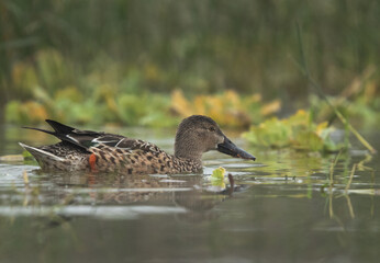 Northern Shoveler swimming at Bhigwan bird sanctuary, India