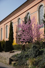 Mandelbaum vor Kirche in Bad Dürkheim