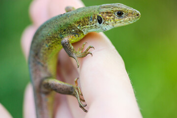 Small green lizard in a woman's hand isolated on a natural green background. Lacerta viridis hand held reptile. Human and wildlife connection. Nature, human and fauna concept. Spring time in a garden.