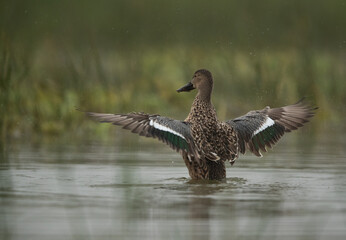 Northern Shoveler raising its wings while bathing at Bhigwan bird sanctuary, India