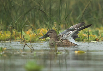 Northern Shoveler bathing with splash of water at Bhigwan bird sanctuary, India