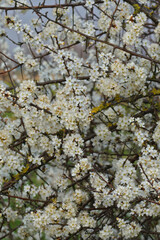 Vertical closeup on a white blossoming Blackthorn, Prunus spinosa , outdoors