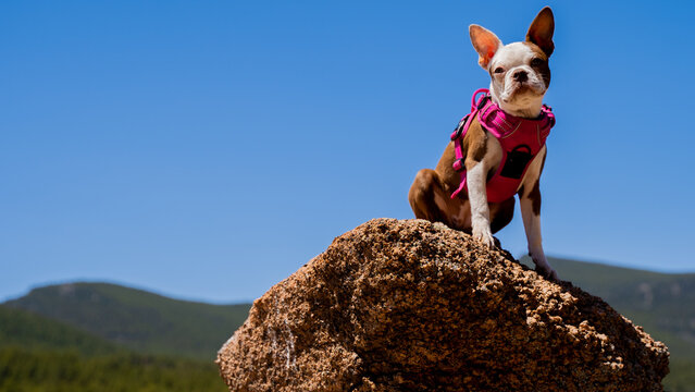 Closeup shot of the Frenchton dog sitting on the stone with blue sky in the background