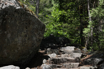 Rocky rugged pathway in the dense green forest under the sunbeams
