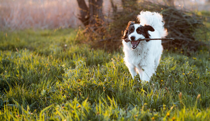 happy white shepherd dog in meadow at sunset