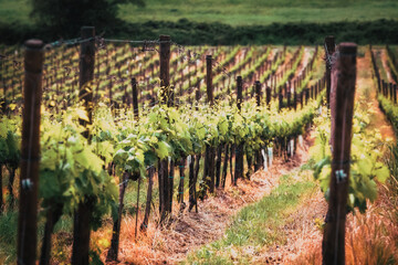 Fototapeta na wymiar beautiful green vineyard in summer in Tuscany